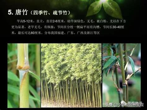 觀賞竹品種